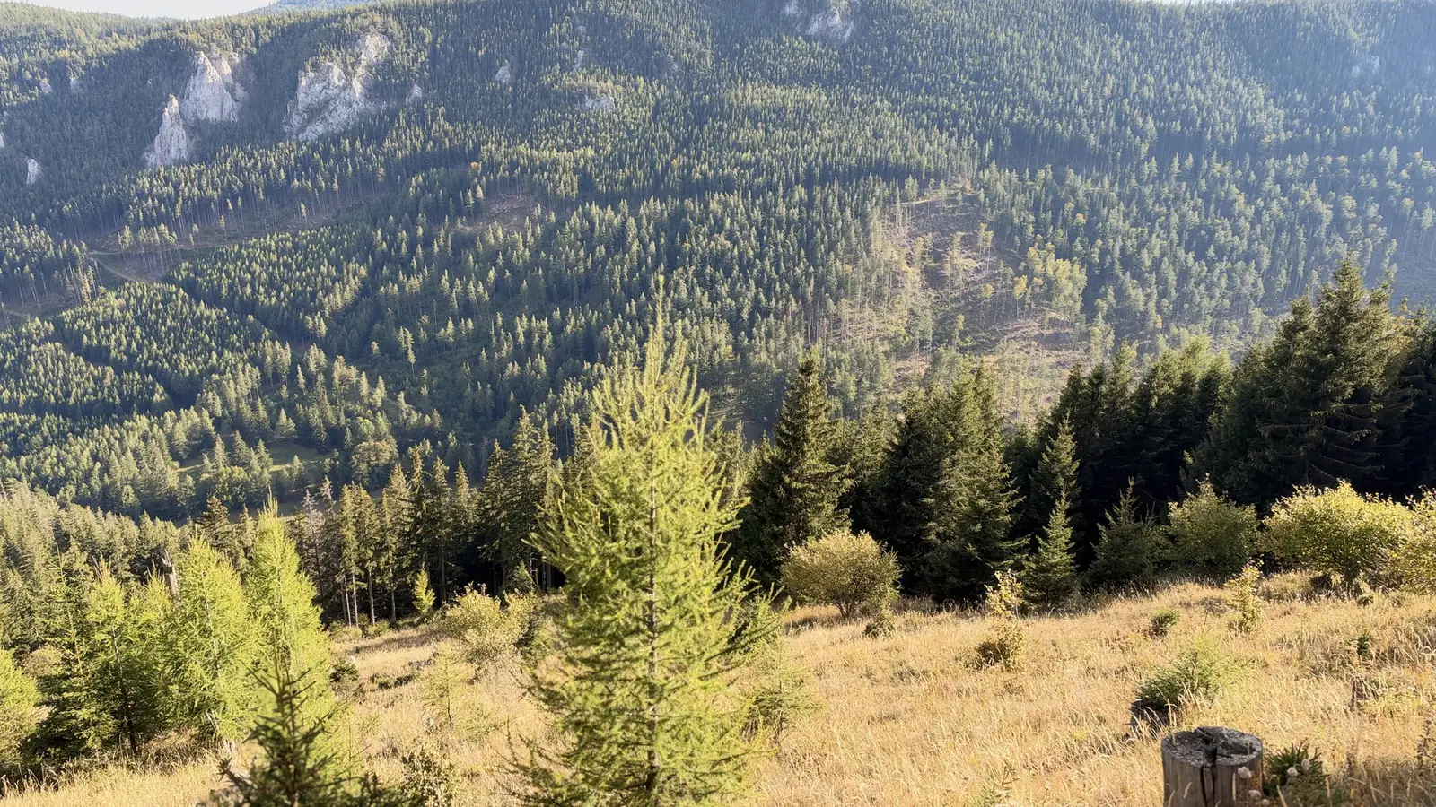 Herbstliche Bergwiese mit jungen Lärchen vor bewaldeten Hängen am Schneeberg
